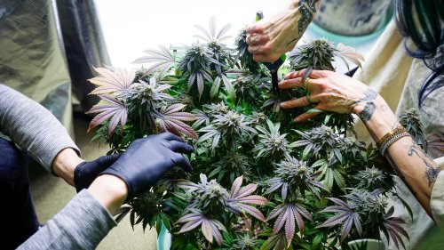 What's the difference between marijuana, cannabis? 4/20 terms to know.