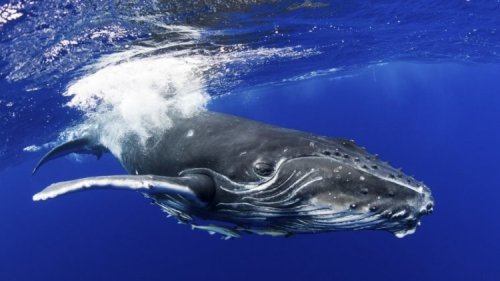 American man survived after being swallowed by a whale
