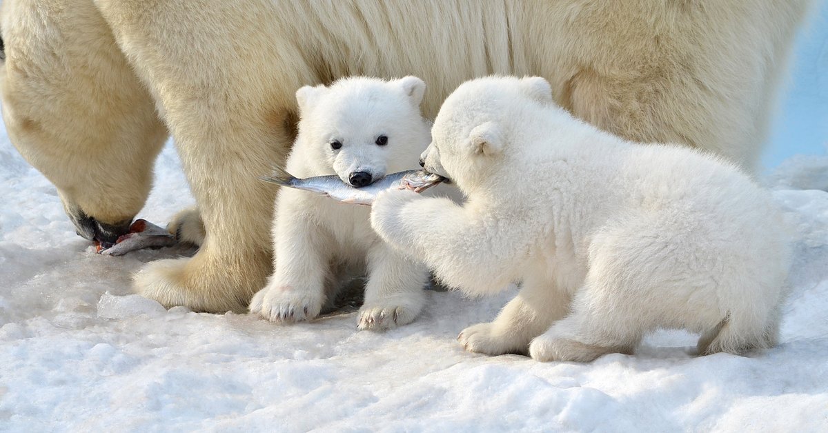 Des végétaux aux ours polaires : comment les PFAS empoisonnent les écosystèmes sur le long terme