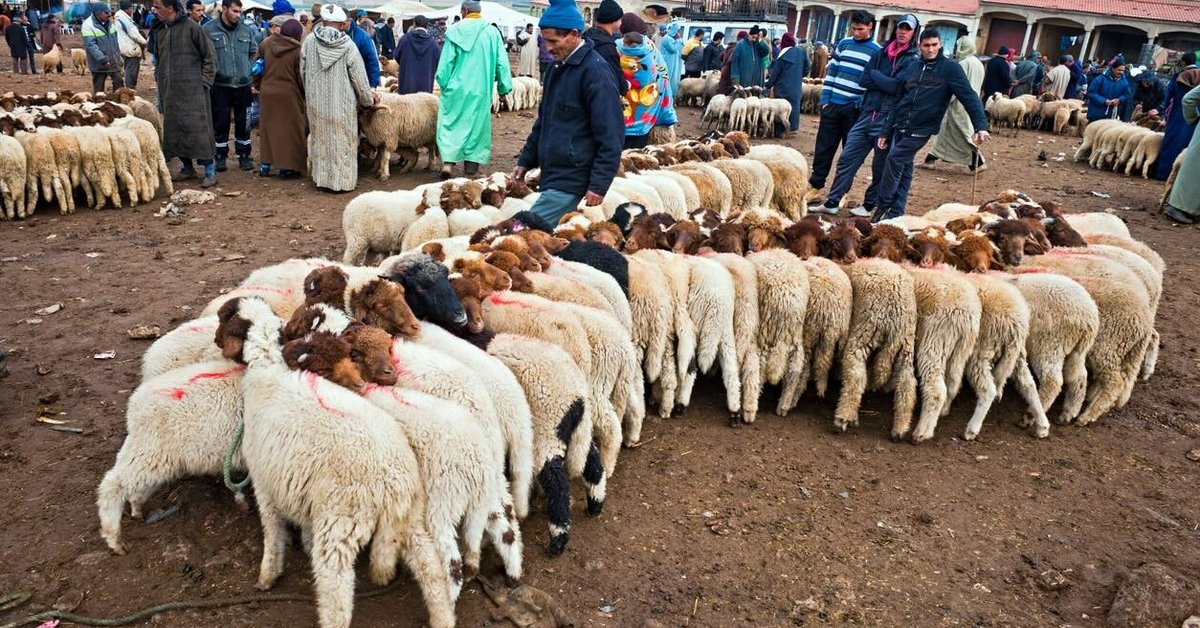 Sécheresse oblige, le Maroc renonce aux sacrifices de moutons pour l’Aïd