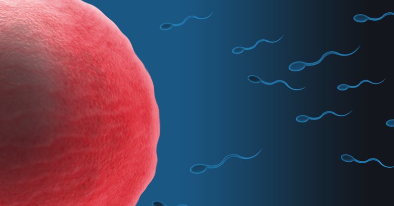 Infertilité : une nouvelle étude détaille l’impact de la pollution sur les spermatozoïdes