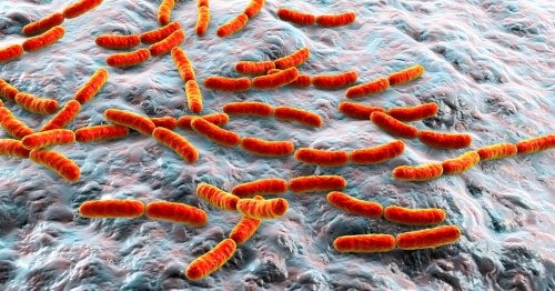 Pourquoi l’humanité a perdu la moitié de son microbiome en 50 ans