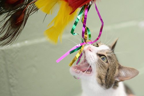 Cat Chewing Is More Complex Than You Think: What Owners Should Know