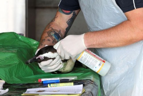 More Penguins Dying From Avian Flu at Cape Town's Boulders Beach Colony
