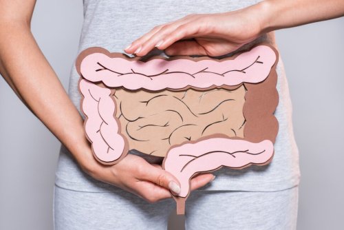 How Your Digestive System (Actually) Works