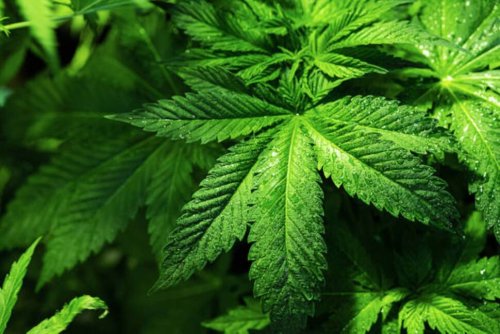 7 Best Marijuana Stocks and ETFs to Buy in 2025
