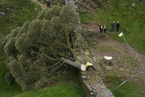 16-Year-Old Boy Arrested in England Over the 'Deliberate' Felling of a Famous Tree at Hadrian's Wall