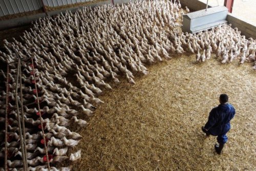 Vaccine Makers Prep Bird Flu Shot for Humans 'Just in Case'; Rich Nations Lock in Supplies