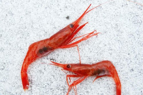 New England's Decades-Old Shrimp Fishery, a Victim of Climate Change, to Remain Closed Indefinitely