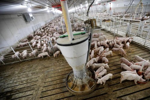 Iowa Court Reverses Precedent on Iowa Pig Farm Lawsuits
