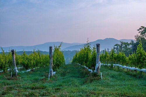 16 Top Charlottesville Wineries to Visit