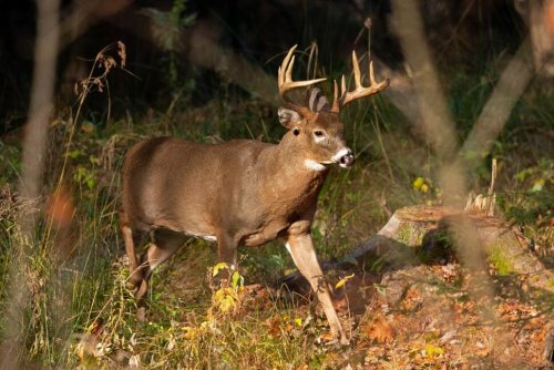 'Forever Chemicals' in Deer, Fish Challenge Hunters, Tourism