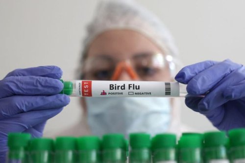 France Kicks off Bird Flu Vaccination Despite Trade Backlash Risk