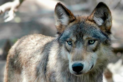 A Board Leader Calls the New Wisconsin Wolf Plan Key to Removing Federal Protections for the Animal