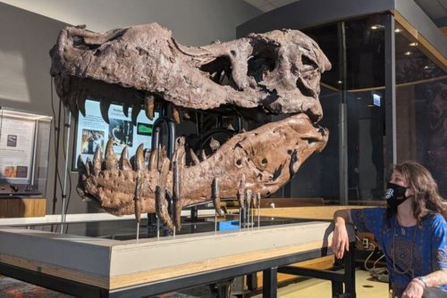 What Caused Holes in Sue the T. Rex's Jawbone? Scientists Are Stumped