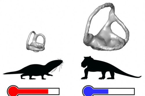 Scientists Reveal Origin of Mammal Evolution Milestone: Warm-Bloodedness