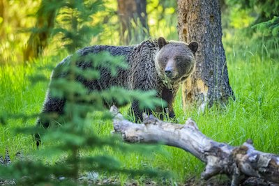 Encountering Wildlife: Six Safety Tips