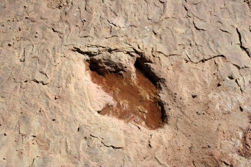 Dinosaurs & Fossils - Utah Geological Survey
