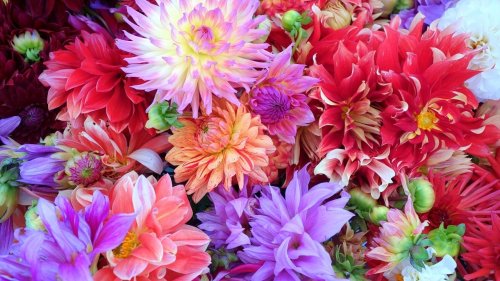 Dahlien vorziehen für schöne Blüten: So geht’s