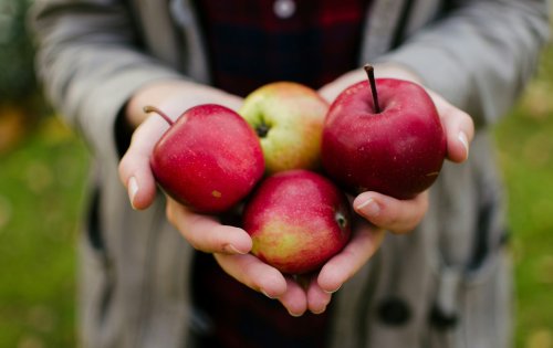 Die Pestizid-Folgen, die Südtiroler Äpfel haben