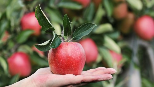 9 Obstsorten, die du auch im Kübel anbauen kannst