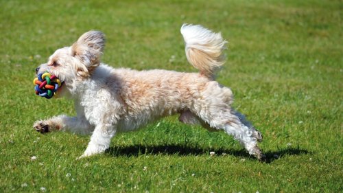 Hundefreundlicher Garten: Achte auf diese 7 Dinge