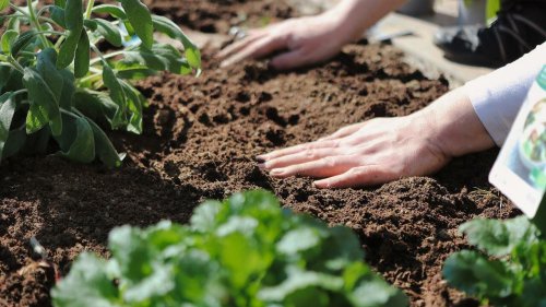 Gartenarbeit im Mai: Das solltest du jetzt einpflanzen