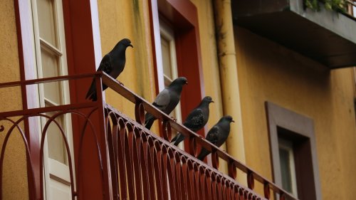 Taubenkot entfernen – mit einfachen Hausmitteln