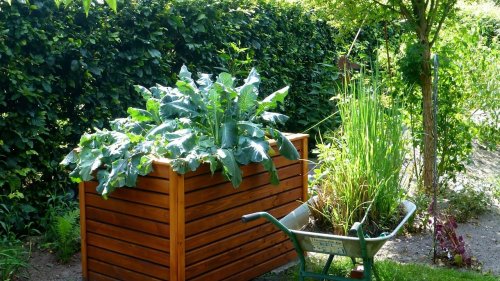 Hochbeet bepflanzen: Diese 8 Gemüsesorten eignen sich besonders