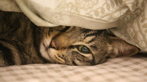 Katze im Bett: Warum das eine gute Idee sein kann