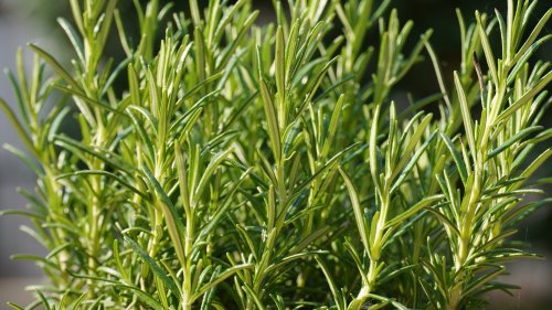 Rosmarin pflanzen: So wächst er für viele Jahre in deinem Garten