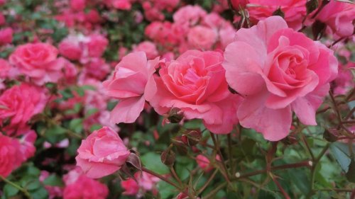 Rosen schneiden im Frühjahr und Herbst: Was du beachten solltest