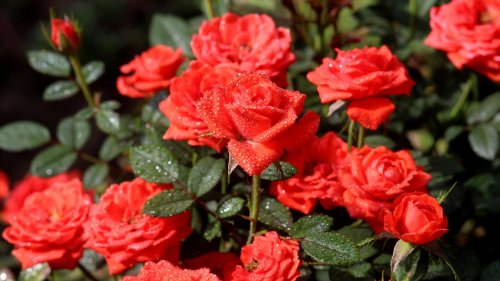 Mit diesem Biomüll kannst du Rosen düngen