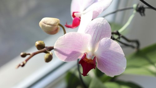 Tipp: Mit dieser Backzutat kannst du auch Orchideen düngen