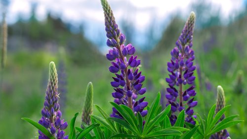 Vielblättrige Lupine: Warum die schöne Pflanze nicht in deinen Garten gehört