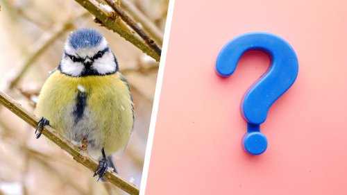 Vogelarten-Quiz: Wie gut kennst du dich aus?