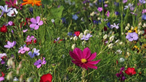 20 Pflanzen für deinen Garten, die den ganzen Sommer lang blühen