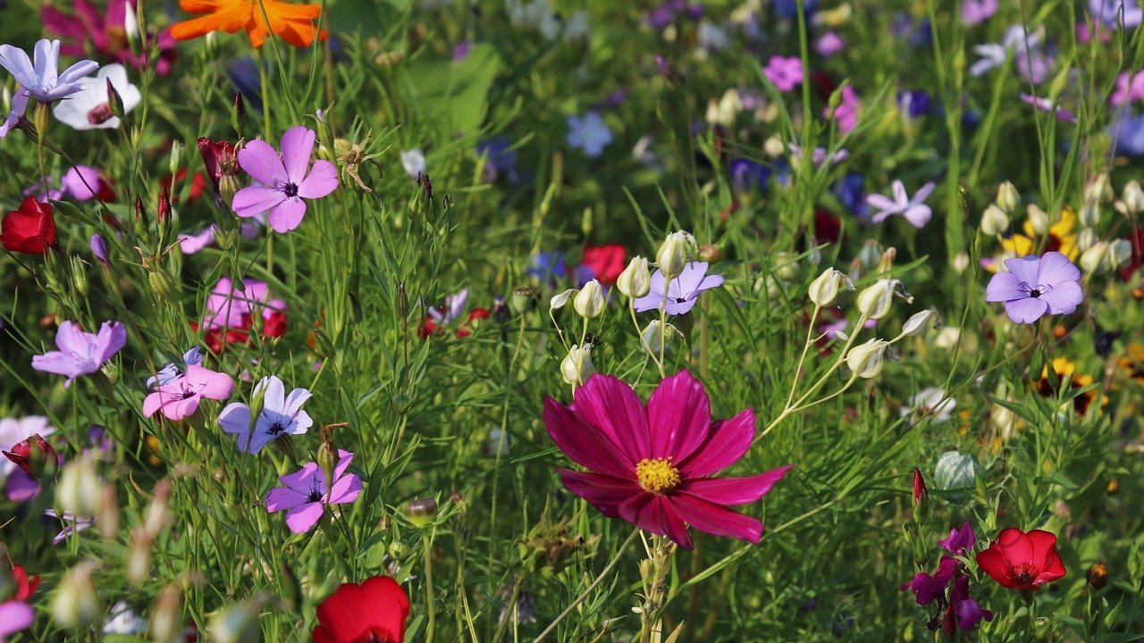 20 Pflanzen für deinen Garten, die den ganzen Sommer lang blühen