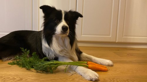 Hundeernährung: Welches Obst und Gemüse dürfen Hunde (nicht) fressen?