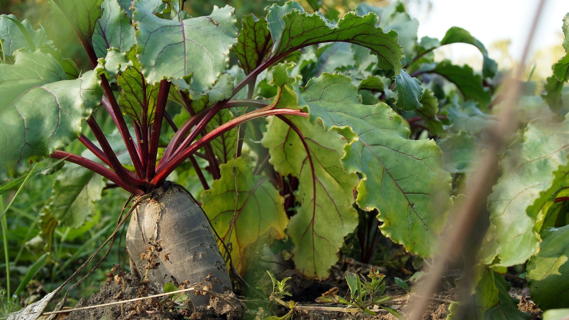 Garten ohne Sonne? Obst und Gemüse, das trotzdem prächtig wächst