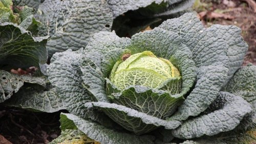Wirsingeintopf: Rezept mit saisonalem Gemüse