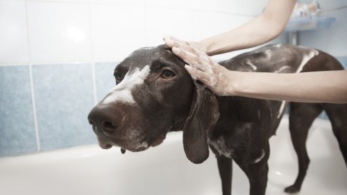 Hund waschen leicht gemacht: So machst du es richtig