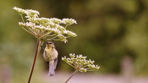 Dauerblüher: Diese Pflanzen blühen monatelang