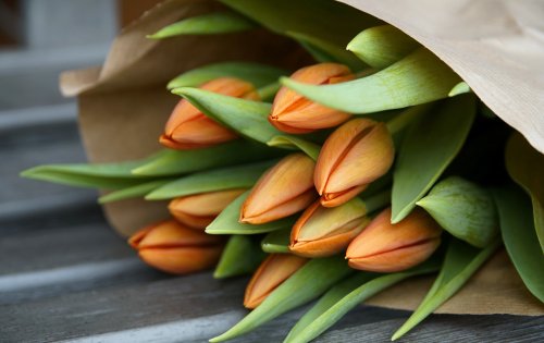 Im März schon Tulpen kaufen: Warum du damit besser noch eine Weile wartest