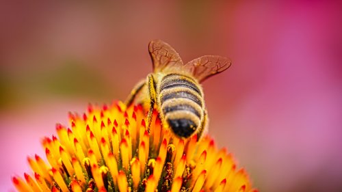 6 Stauden, die Trockheit gut überstehen