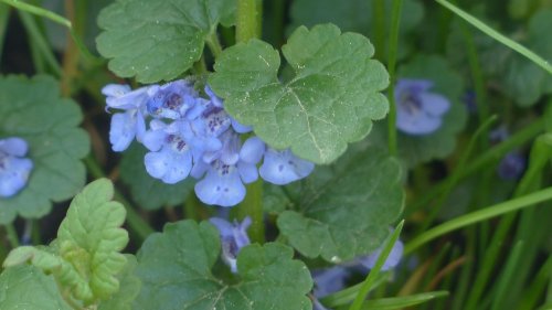 Gundermann-Pflanze: Warum du sie auf keinen Fall aus deinem Garten entfernen solltest