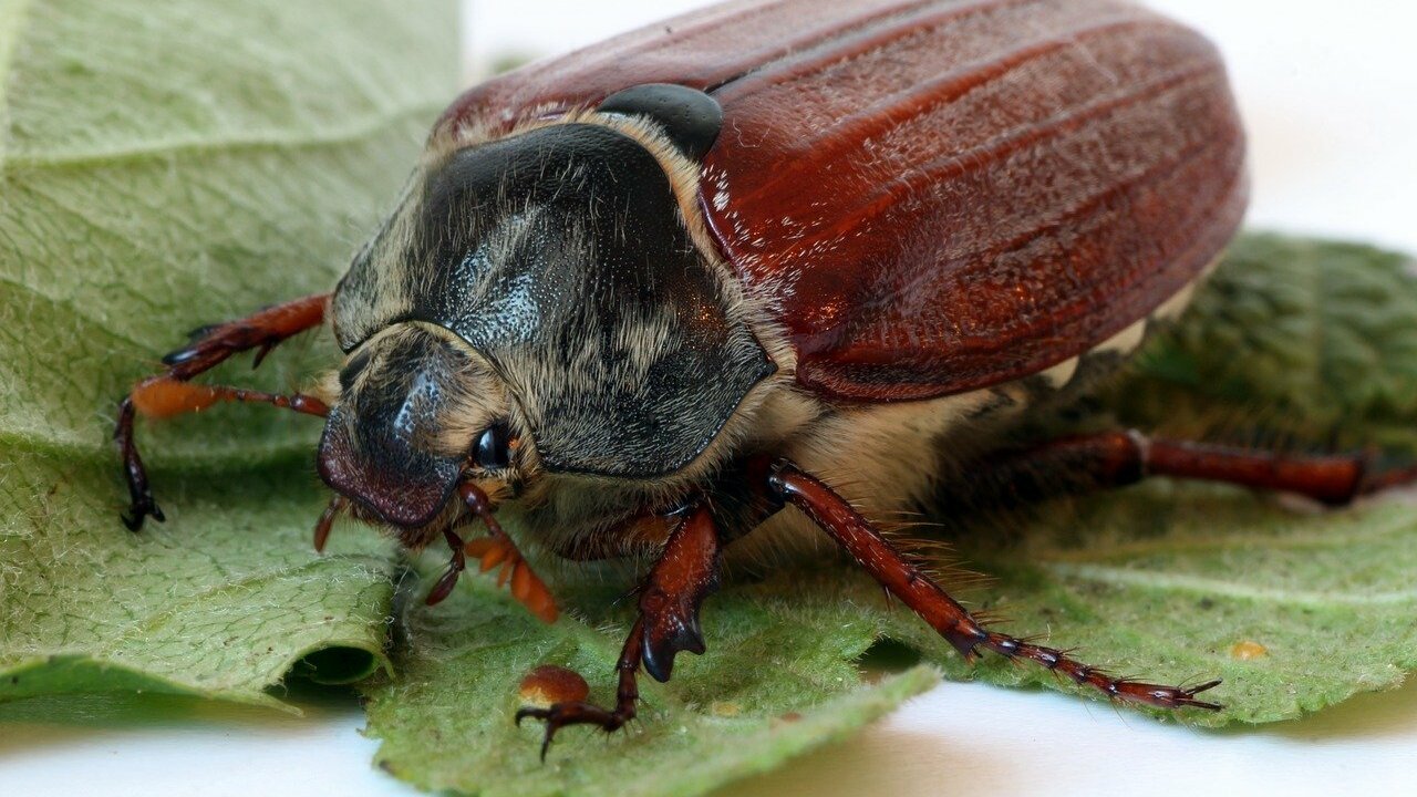 Maikäfer in der Wohnung: Das kannst du tun