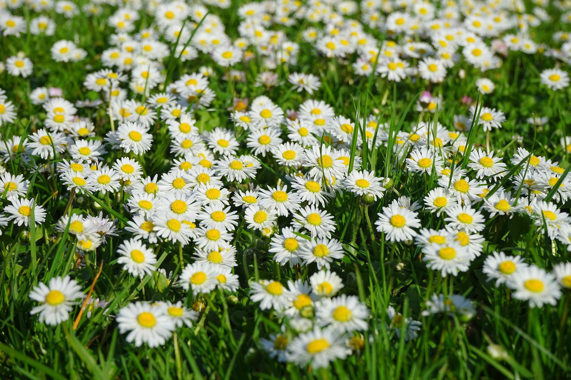 Gänseblümchen im Garten unbedingt wachsen lassen: 5 gute Gründe