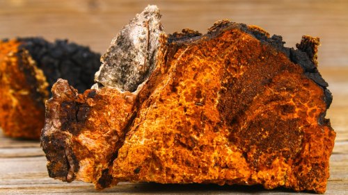 Chaga-Pilz: Wirkung und Anwendung des finnischen Waldpilzes