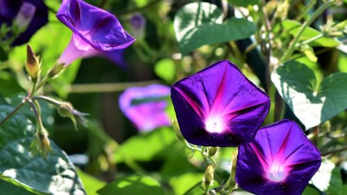 Kletterkünstler Prunkwinde: So wächst sie in deinem Garten